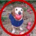 APPLE-appledog