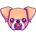 BBOXER-Baby Boxer