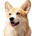 BNBDOG-BNB Dog Inu
