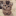 CATME-Elon's Cat