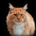FATCAT-FAT CAT