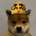 KINGWIF-King WIF