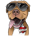 BULLY- PITBULLY