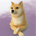 NIMBUS-Shiba Cloud