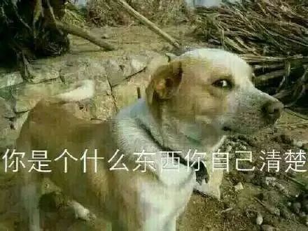 侵权B站被捕,但D站是币圈王者