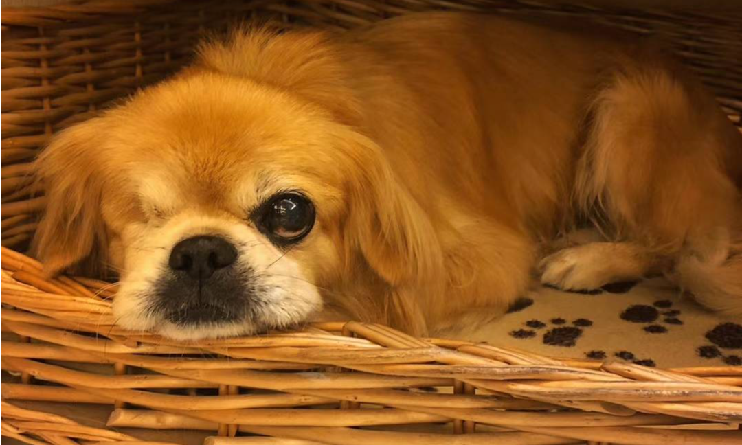 一天最高涨10倍，DOGE币一夜登上微博推特热搜
