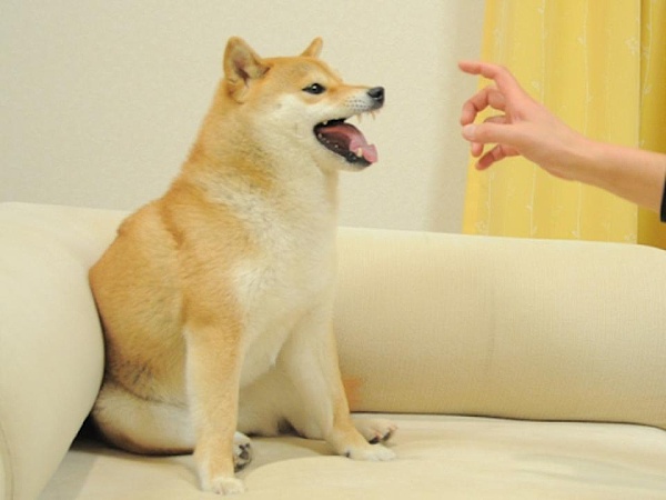 撕裂NFT之后 社区激辩NFD