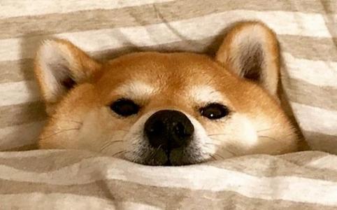 狗狗币价格一周内飙升21%，鲸鱼活动与季节性趋势推动其逼近1美元
