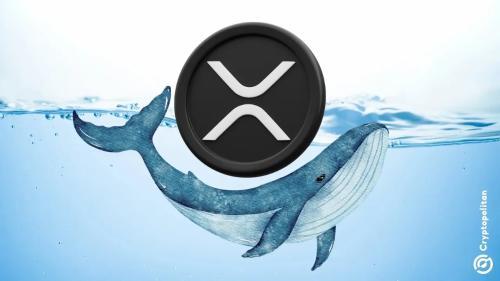 XRP网络见证鲸鱼交易激增，价格创历史新高