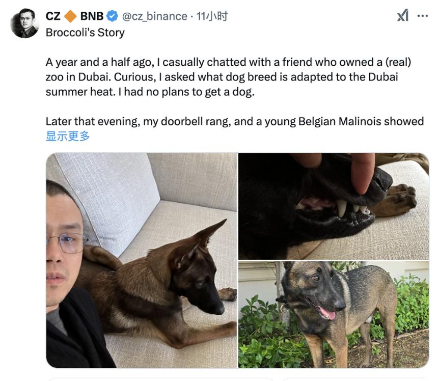 CZ宠物狗Broccoli引发链上MEME热潮,PVP大战暴露行业乱象