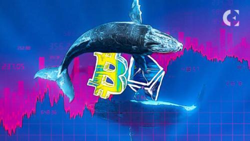 比特币鲸鱼大举增持:28,000 BTC流入“积累”地址