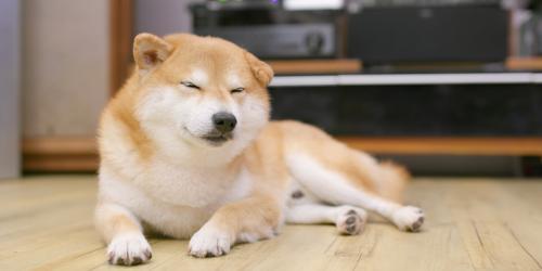 Dogecoin跌破0.2美元，Solana和以太坊模因币市场全面崩盘