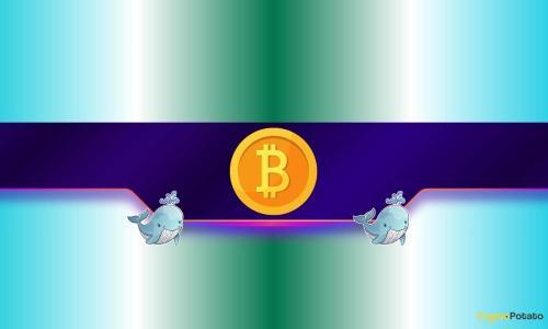 比特币鲸鱼4天内豪购30,000枚BTC，新一轮牛市是否即将到来？