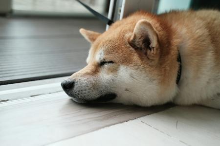 狗狗币价格受阻于下行通道,分析师预测突破后或涨至0.3美元