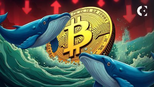 比特币因地缘政治紧张下跌 链上数据揭示鲸鱼正逆势增持