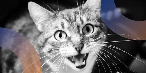 百度推出AI猫语翻译专利，能否破解猫咪的“语言密码”？