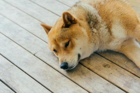 柴犬币投资者错失巨额财富:8.82亿美元潜在收益化为泡影