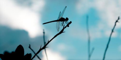 美国司法部拟对加密风投公司 Dragonfly 提起诉讼,指控其与 Tornado Cash 开发商存在关联