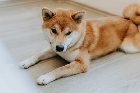 特朗普支持的Thumzup计划通过收购Dogehash部署3500台狗狗币挖矿设备
