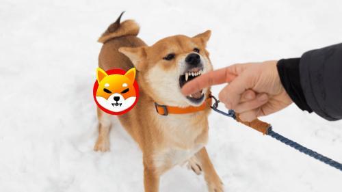 柴犬币（<span class='keyword'>SHIB</span>）2021年崛起背后的真相：是什么让其光芒不再？