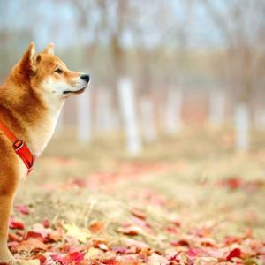 首只美国狗狗币ETF即将上市，分析师预测狗狗币或将上涨30%
