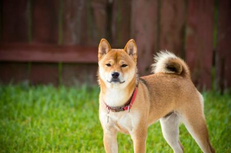 柴犬（SHIB）进入Coinbase ETF观察名单，能否成为下一个加密货币ETF热点？