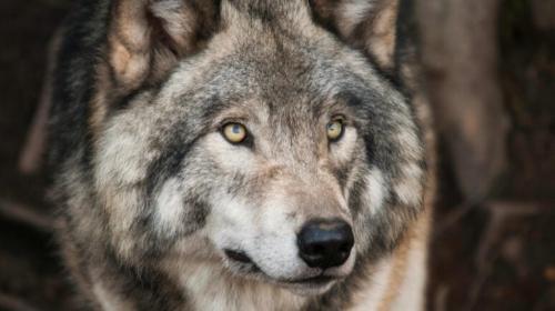 DeFi项目Wolf在桥接漏洞后冻结57%代币供应并启动“零信任”安全改革