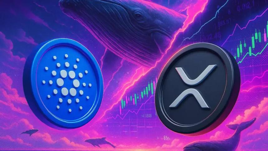 Cardano持续低迷,XRP鲸鱼回归引发市场关注——分析师提示年度买入良机