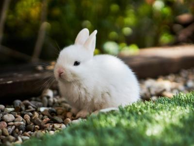 Bunni DEX 宣布永久关闭:因 840 万美元漏洞损失无力承担恢复成本