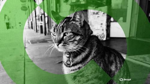 加密货币投机者借旧金山“第十六街市长”猫咪之死牟利