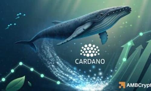 卡尔达诺：巨鲸资金外流或预示ADA下一轮上涨行情