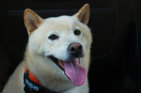  SHIB Army终于迎来“好消息”，团队公布最新进展 