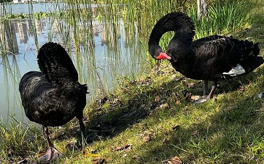  波点币价格飙升至 3.25 美元以上，牛眼币价格达到 3.61 美元，是否受到季末预期提振？ 