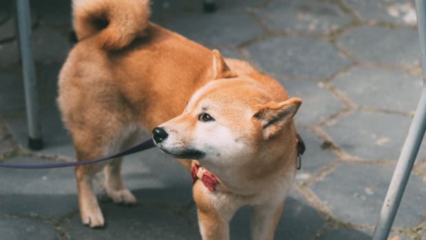  硅谷科技侦探泄露了 Coinbase 的下一个重磅产品 