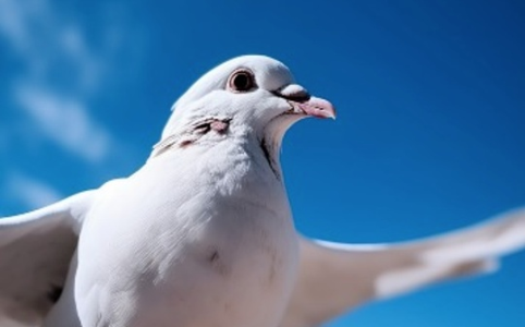 美联储核心官员密集支持降息 市场押注12月宽松概率飙升至80%