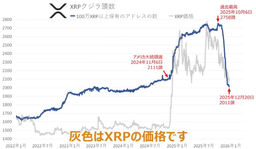 XRP Whale Count Angorou