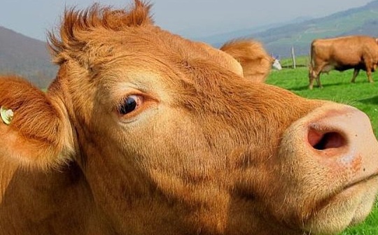  XRP Ledger 巨鲸交易活跃度创 3 个月新高，这对价格意味着什么？ 