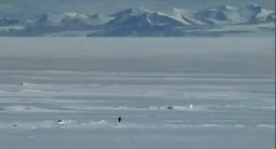 情绪meme+特朗普加持,尼采企鹅币一周暴涨6000倍