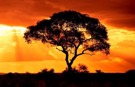 Wisdom<span class='keyword'>Tr</span>ee扩展代币化基金至Solana，加速多链生态布局