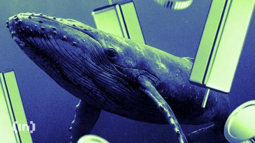 2026年2月：加密货币巨鲸们正在布局哪些资产以追逐潜在收益？