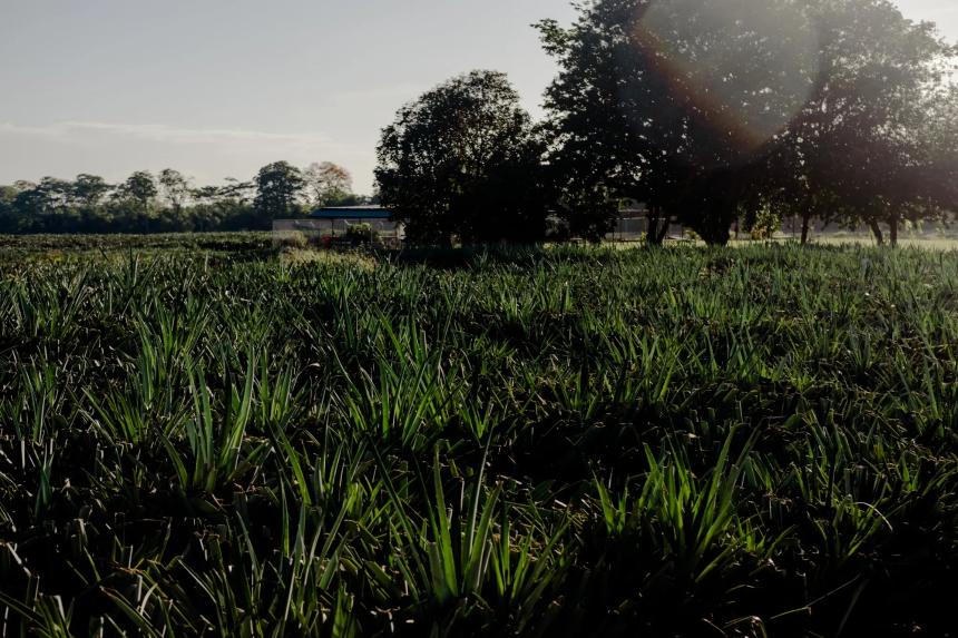 从旅游天堂到毒品通道：哥斯达黎加的困境与挑战