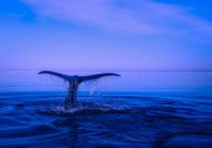 币圈寒冬中，真正具备韧性的项目还有哪些？