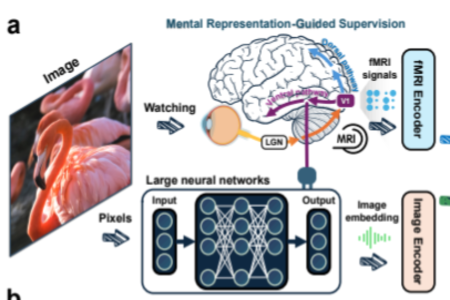 浙大团队新突破：用人脑分类方式提升AI抽象理解能力