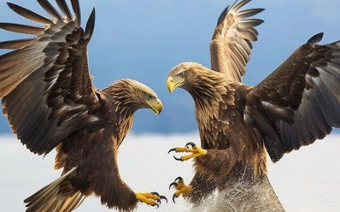 高盛警告：特朗普“封锁霍尔木兹”或引发美股“最终决战”